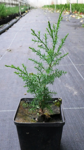 Ялівець даурський Ленінград (Р9)