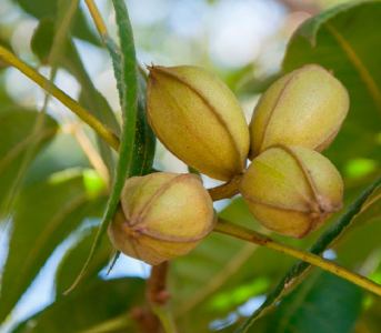 Горіх Пекан Бартон (сіянець)