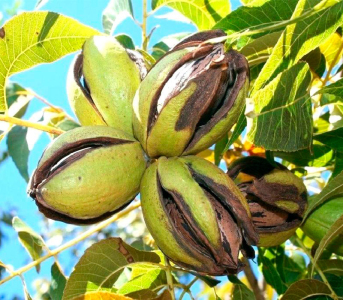 Горіх Пекан Мохав (сіянець)