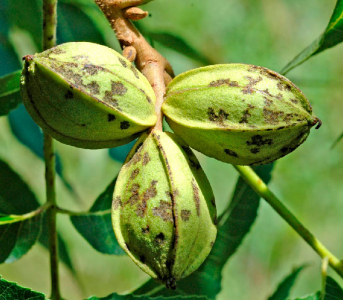 Горіх Пекан Шавнія (сіянець)