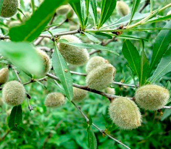 Мигдаль Антік