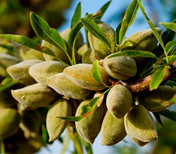 Мигдаль Делон