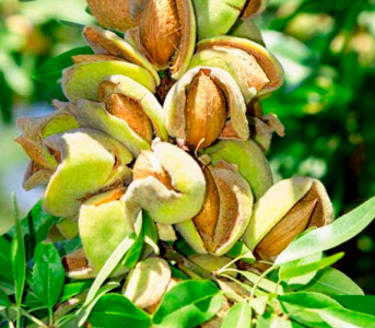 Мигдаль Десертний