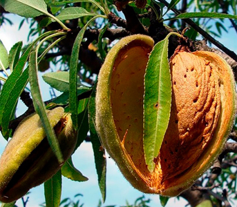 Мигдаль Никітський