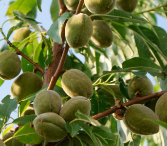 Мигдаль Рихтер (сіянець)