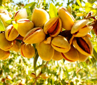 Мигдаль Ялтинський (сіянець)