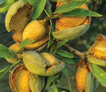 Мигдаль Форос