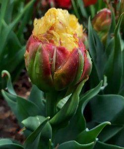 Тюльпан Ice Cream Banana, 1 шт