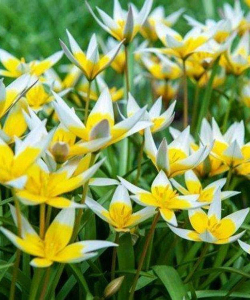 Тюльпан Tarda, 5 шт