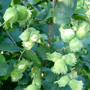 Фундук Рясний (сіянець)