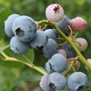 Голубика (черника садовая) Нельсон, 3 года