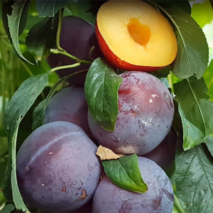 Нектапріум (слива-нектарин)