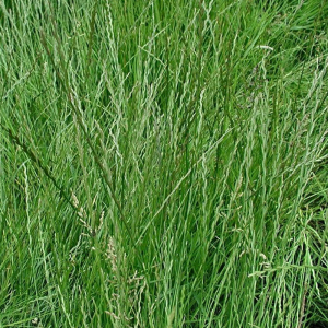 Райграс багатоукісний, 0,5 кг, Україна