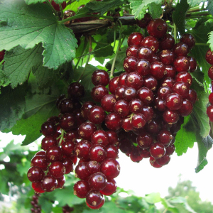 Смородина красная Виксне