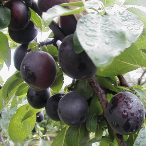 Плуот Априсалі (слива-абрикос)