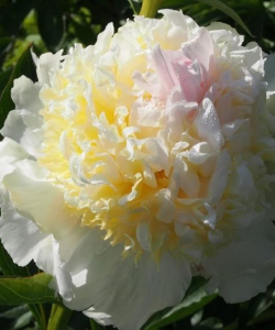 Півонія Top Brass