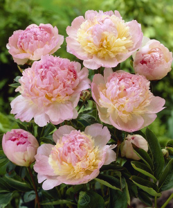 Півонія Raspberry Sundae