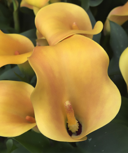 Калла Jack O Lantern