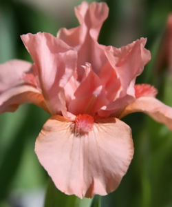 Ірис Pussycat Pink