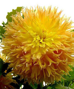 Жоржина Mingus Joshua