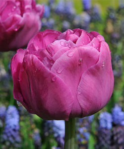 Тюльпан Бекпекер (Backpacker), 2 шт