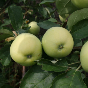 Яблоня Папировка