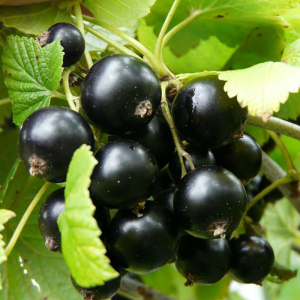 Смородина черная Дачница