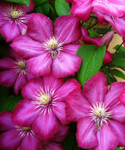 Клематис Ville de Lyon