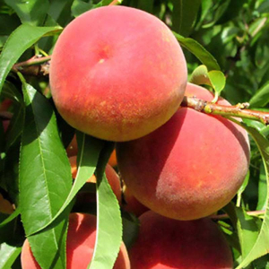 Персик Мессина