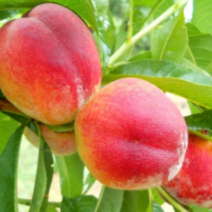 Персик Фаворит Моретинни