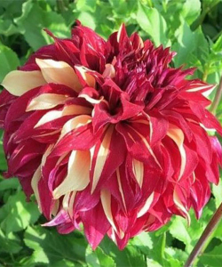 Жоржина Bohemian Spartacus