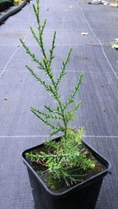 Ялівець китайський Курівао Голд (Р9)