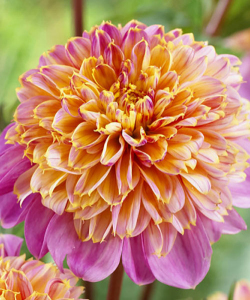 Жоржина Life Style