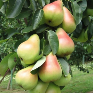 Груша колоновидна Павловська