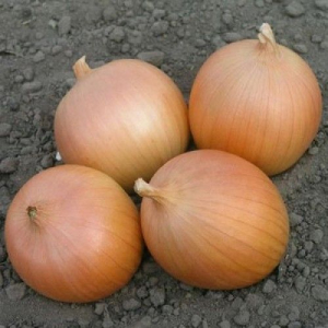 Цибуля - сіянка (саджанка) Сеттон 10 кг (Б2С)