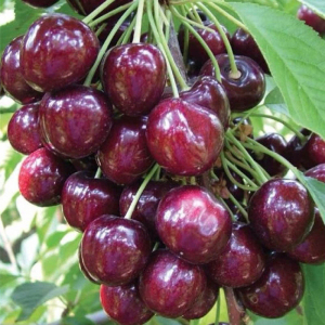 Черешня колоновидна Сем