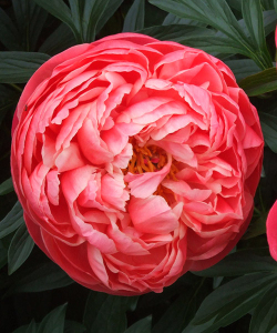 Півонія Coral Charm