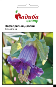 Кобея Кафедральні Дзвони, 5 шт, Садиба Центр
