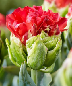 Тюльпан Bull's Eye, 2 шт