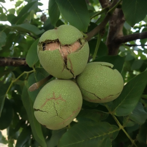 Волоський горіх Каларашський (сіянець)