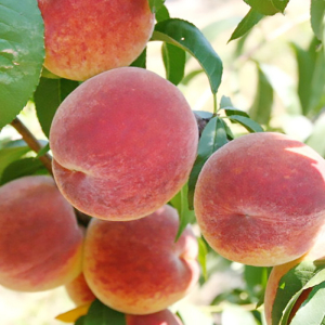 Персик колоновидний Кримський