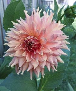 Жоржина Fairway Spur