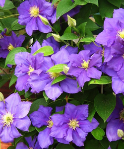 Клематис General Sikorski