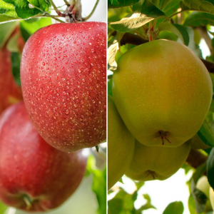 Яблоня дерево сад (Кальвиль снежный + Бребурн)