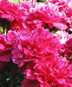 Півонія Victoire de la Marne