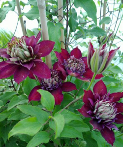 Клематис Temptation