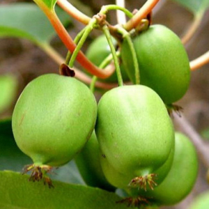 Актинідія Сентябрська