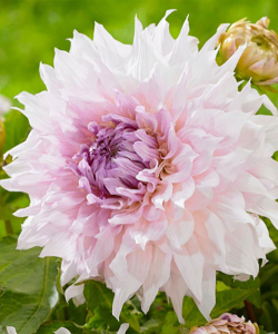 Жоржина Shiloh Noelle