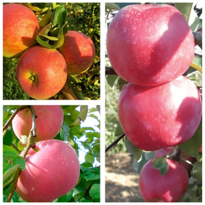 Яблоня дерево сад (Пирос + Эрли Женева + Фуджи)
