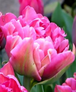 Тюльпан Chato, 2 шт